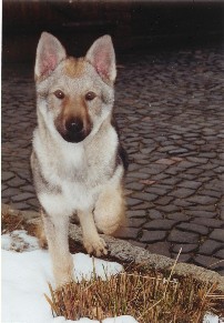 Falca v. Westerw�lder Berg