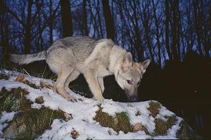 Fenya Lupa v. Westerw�lder Berg