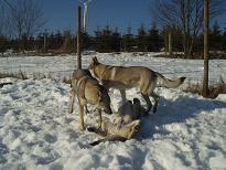 Daschka, Chikoba & Free Wolf vom Westerw�lder Berg