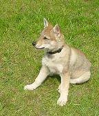 Esca v. Westerw�lder Berg