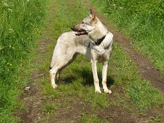 Farok v. Westerw�lder Berg (8 Mo.)