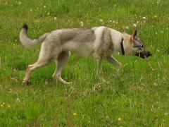 Farok v. Westerw�lder Berg (8 Mo.)