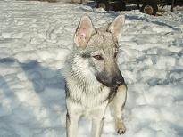 Free Wolf v. Westerw�lder Berg