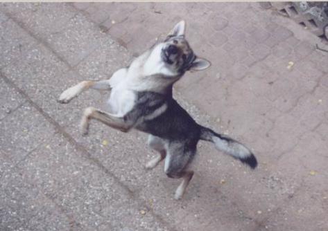 Dark Shadow v. Westerw�lder Berg